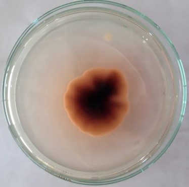 Hasil Makroskopis Jamur Trichophyton rubrum